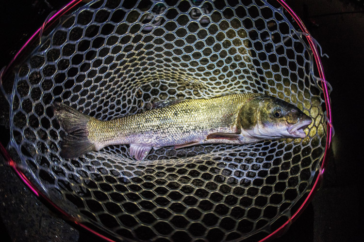 叶大と近所の多摩川で雨の中釣り 60cmオーバーのマルタウグイが釣れた
