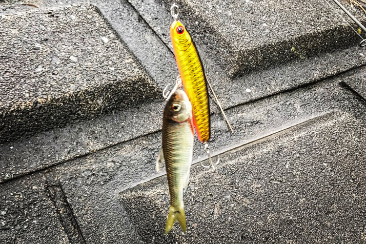 多摩川 朝活BIKE&FISH シンキングペンシル ワンダー80で釣れたオイカワ