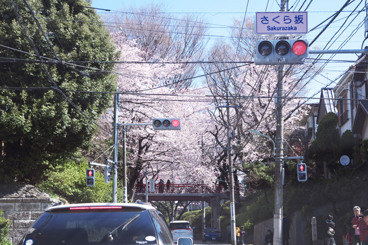家の近所の桜坂