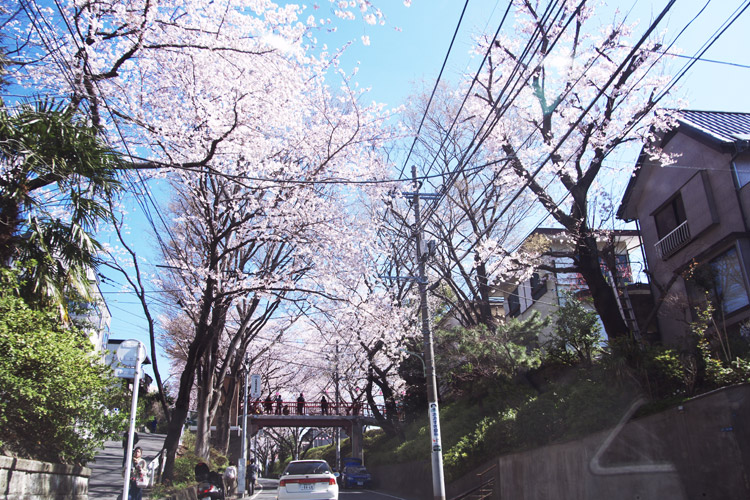 家の近所の桜坂