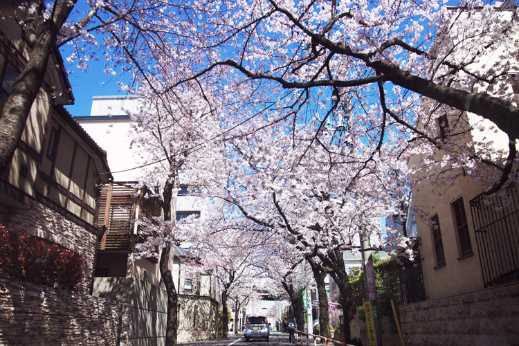 家の近所の桜並木