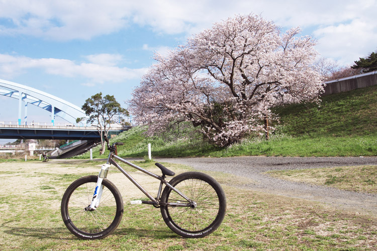 多摩川の河原の桜とSHAKAバイク