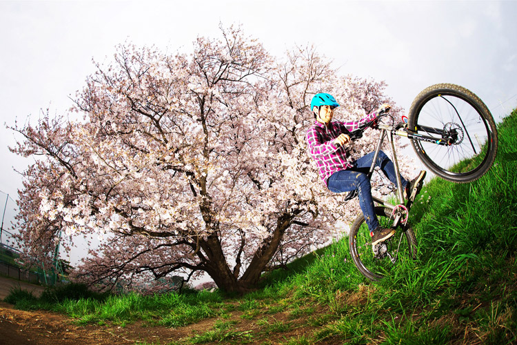 MTB マウンテンバイク YAMADORI 1st 26 多摩川河原サイクリングロード 桜 花見 テイルタップ