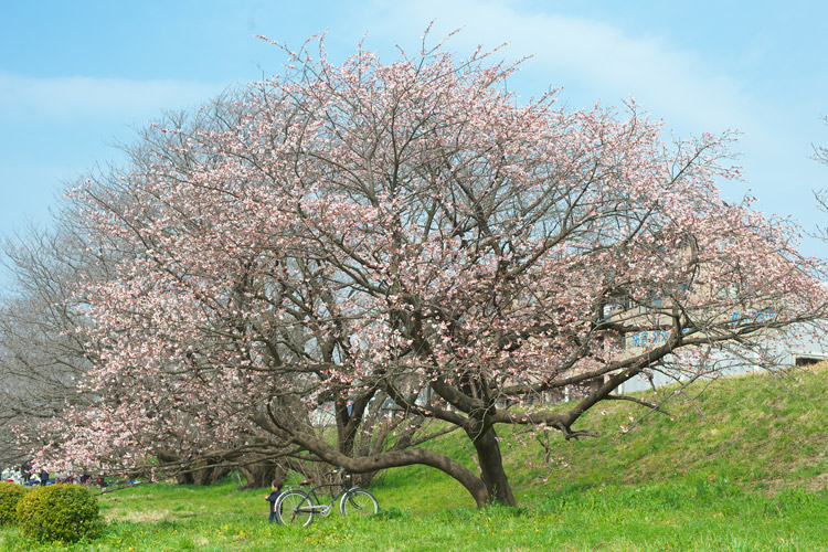 三分咲きの桜を見る叶大