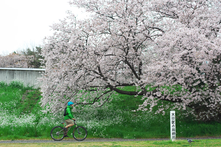 croMOZU275 2nd TEST多摩川河原サイクリングコース 桜の前で撮影