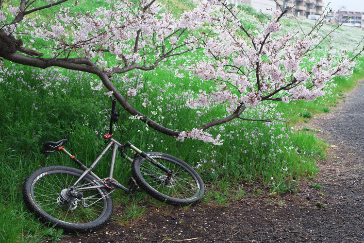 croMOZU275 2nd TEST多摩川河原サイクリングコース 桜の前で撮影