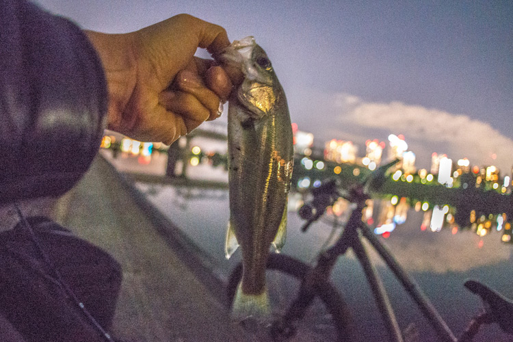 家の近所の多摩川河原でのスズキ（シーバス）釣り