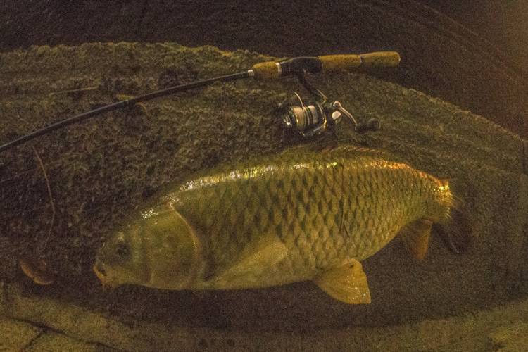 家の近所の多摩川河原でのスズキ（シーバス）釣りで釣れた70cmの野ゴイ