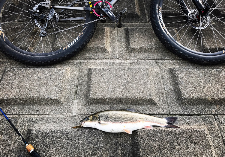 朝活BIKE&FISHで多摩川丸子橋付近でマルタウグイを釣りました
