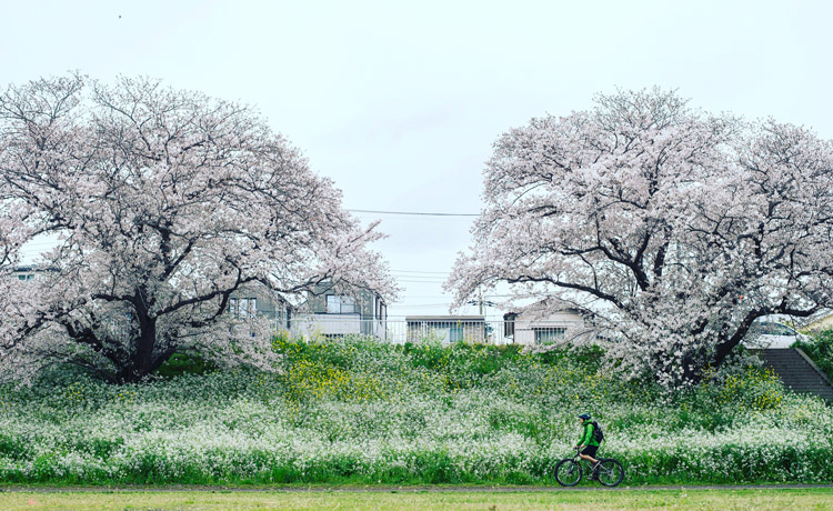 croMOZU275 3rd TEST多摩川河原サイクリングコース 桜の前で撮影
