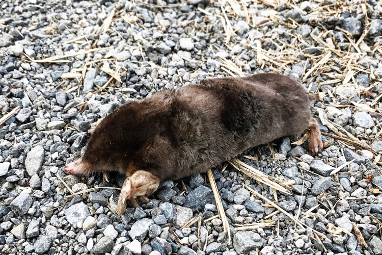 多摩川河原で見つけたモグラの死骸