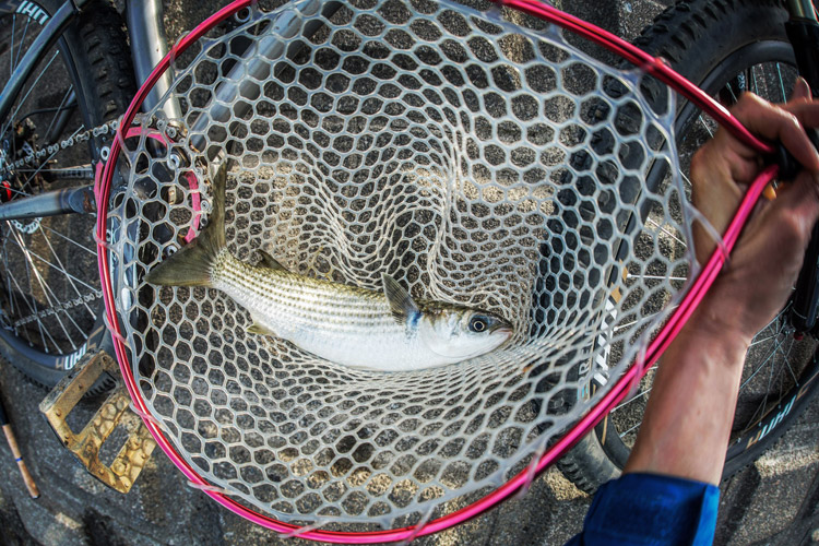 多摩川河原 BIKE&FISH ボラ