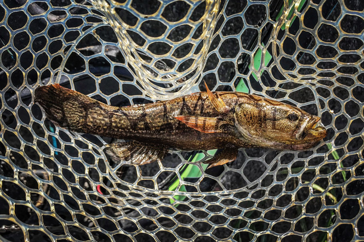 多摩川 朝活BIKE&FISHで釣れたカワアナゴ