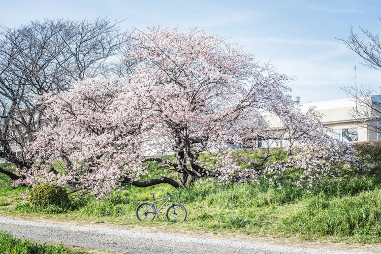 多摩川河原ダートコース FUKUROU 桜