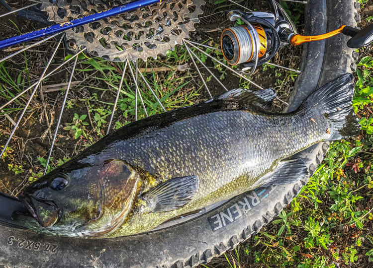 多摩川河原 朝活BIKE&FISH ゲイリーシュリンプで釣れたスモールマウスバス 48cm