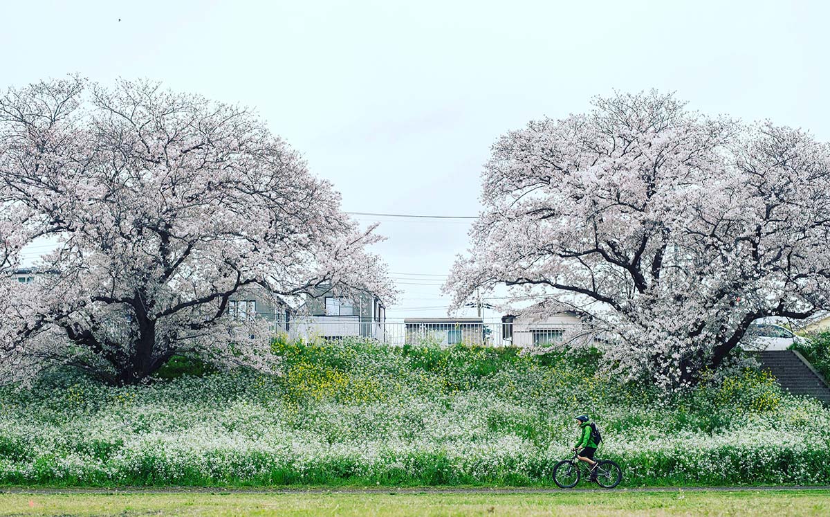 多摩川河原 ダートコース croMOZU275 桜