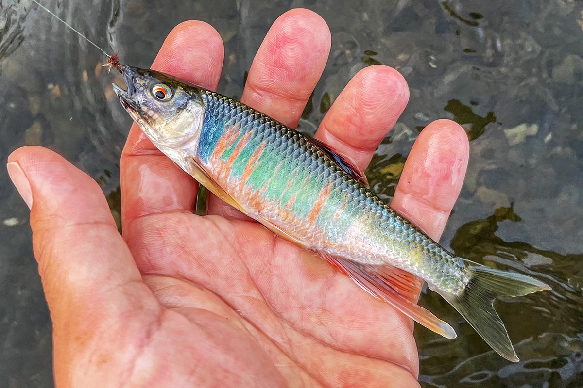 BIKE&FISH 毛鉤オイカワ釣り