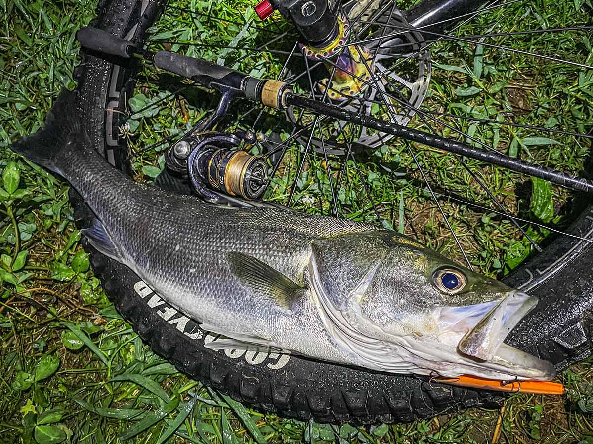 BIKE&FISH エリテンで釣れたシーバス