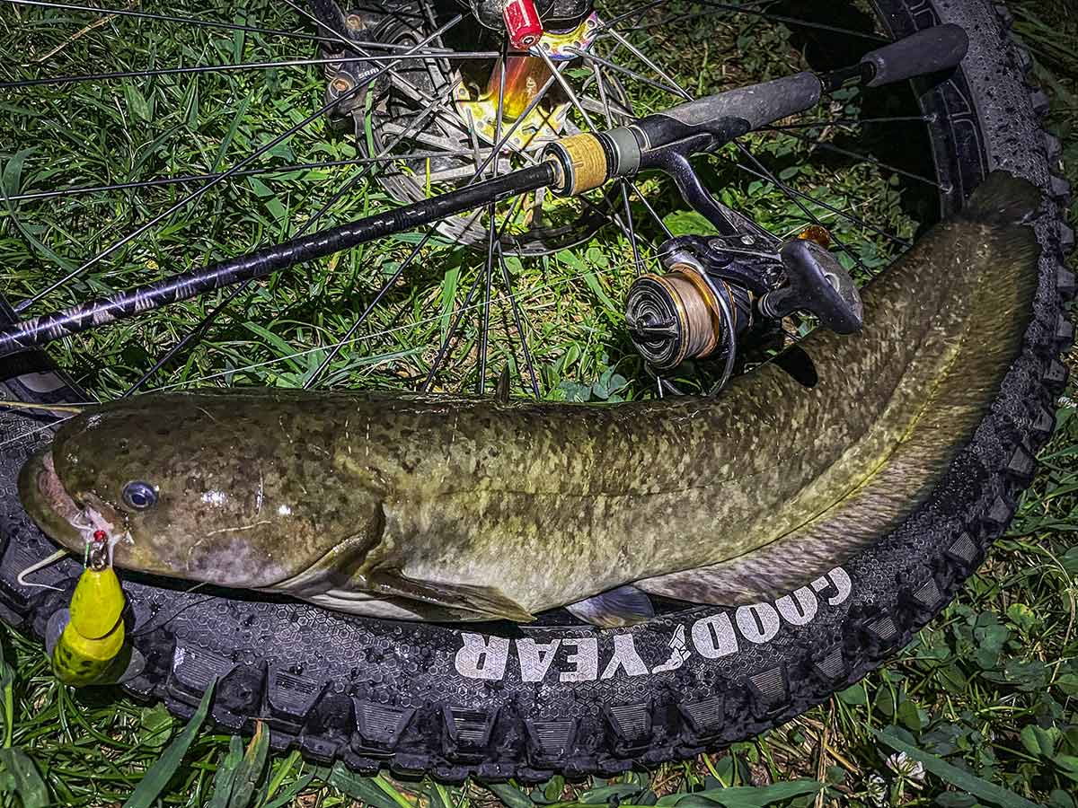 BIKE&FISH ジッターバグで釣れたナマズ