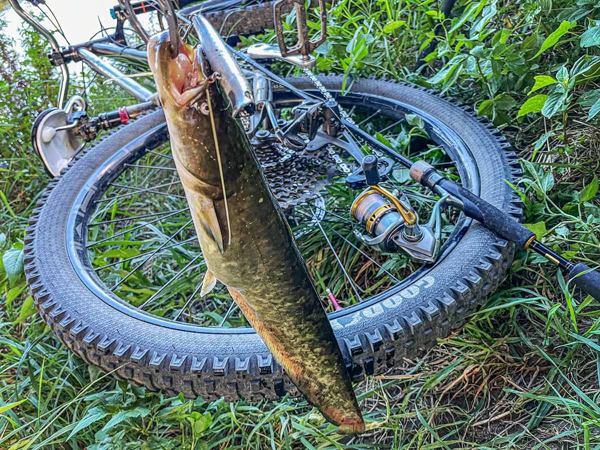 BIKE&FISH エリア65で釣れたナマズ