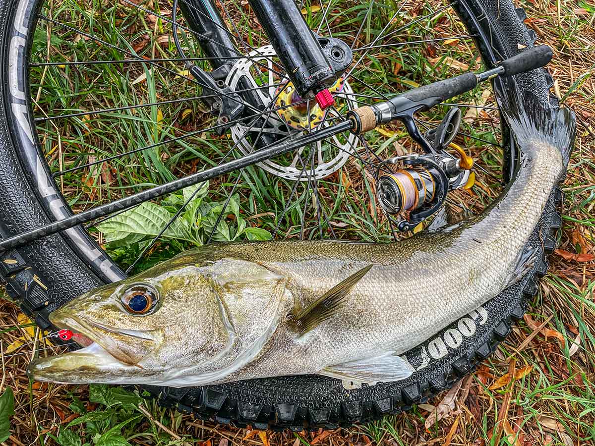 BIKE&FISH ワームで釣れたシーバス