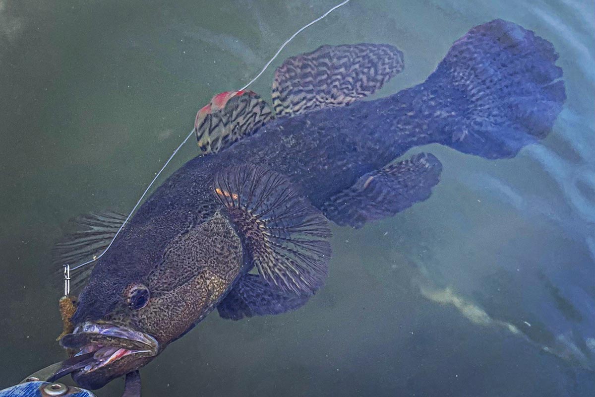 BIKE&FISH ワームで釣れたカワアナゴ