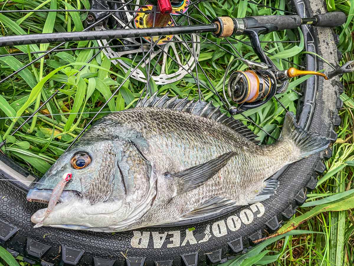 BIKE&FISH シャッドテールワームで釣れたクロダイ