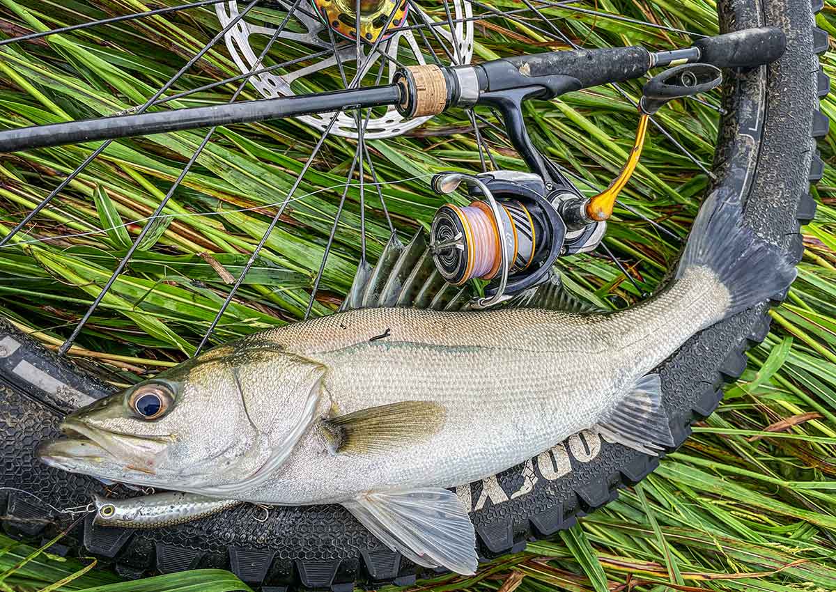 BIKE&FISH エリア65で釣れたシーバス