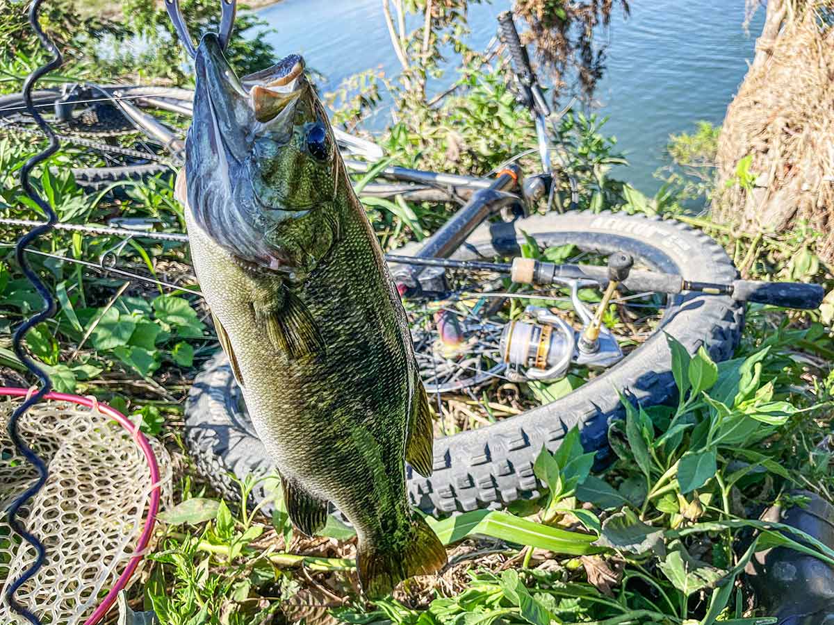 BIKE&FISH ワームで釣れたスモールマウスバス