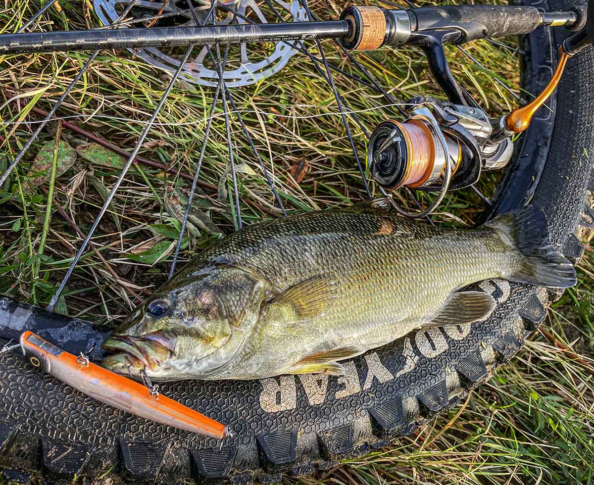 BIKE&FISH エリテンで釣れたスモールマウスバス