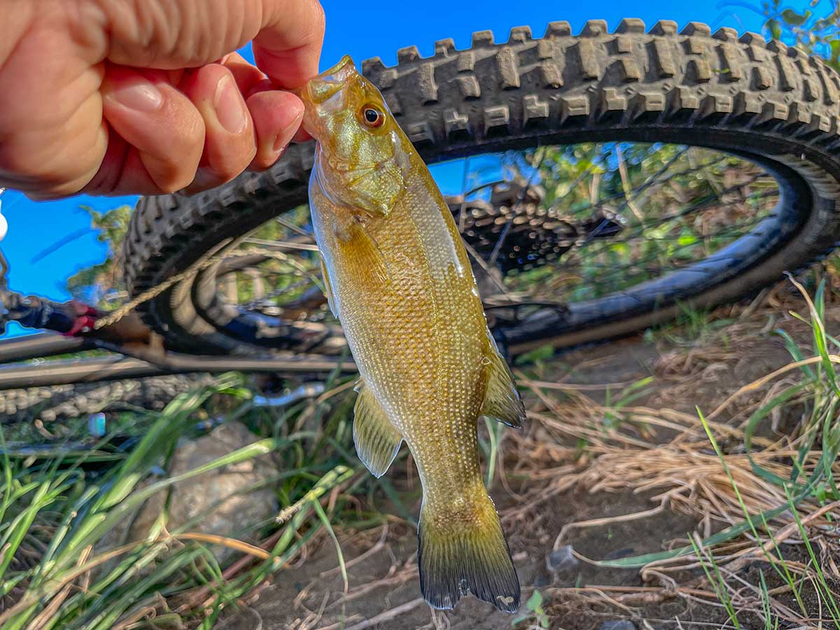 BIKE&FISH ワームで釣れたスモールマウスバス