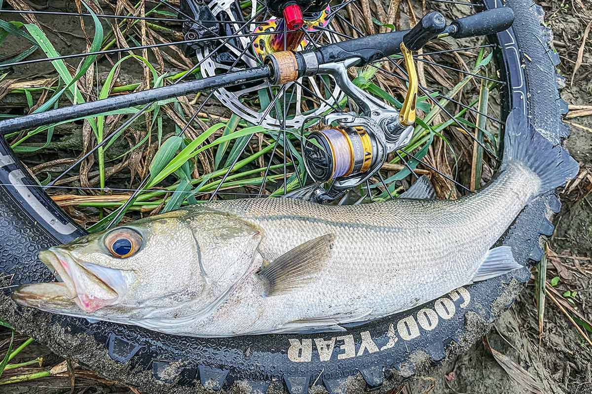 BIKE&FISH シャッドテールワームで釣れたシーバス