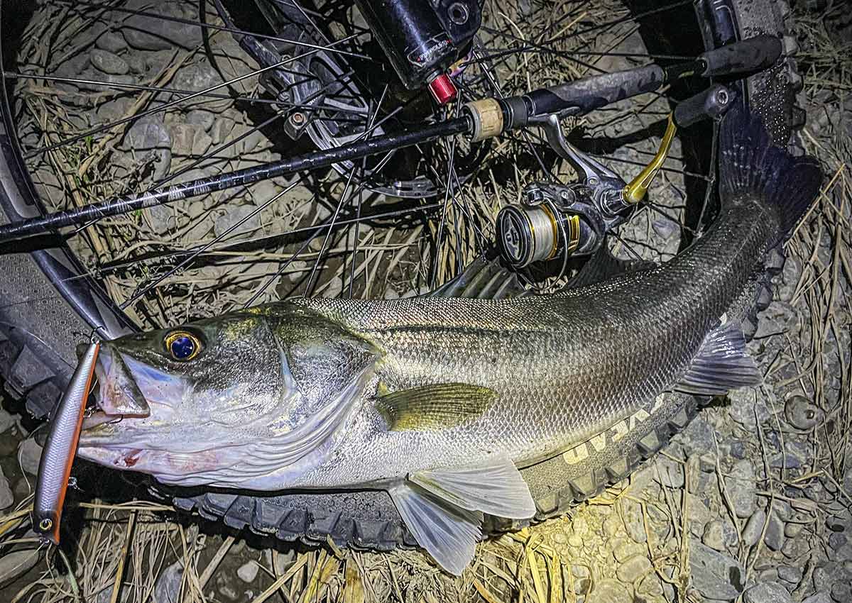 BIKE&FISH エリテンで釣れたシーバス