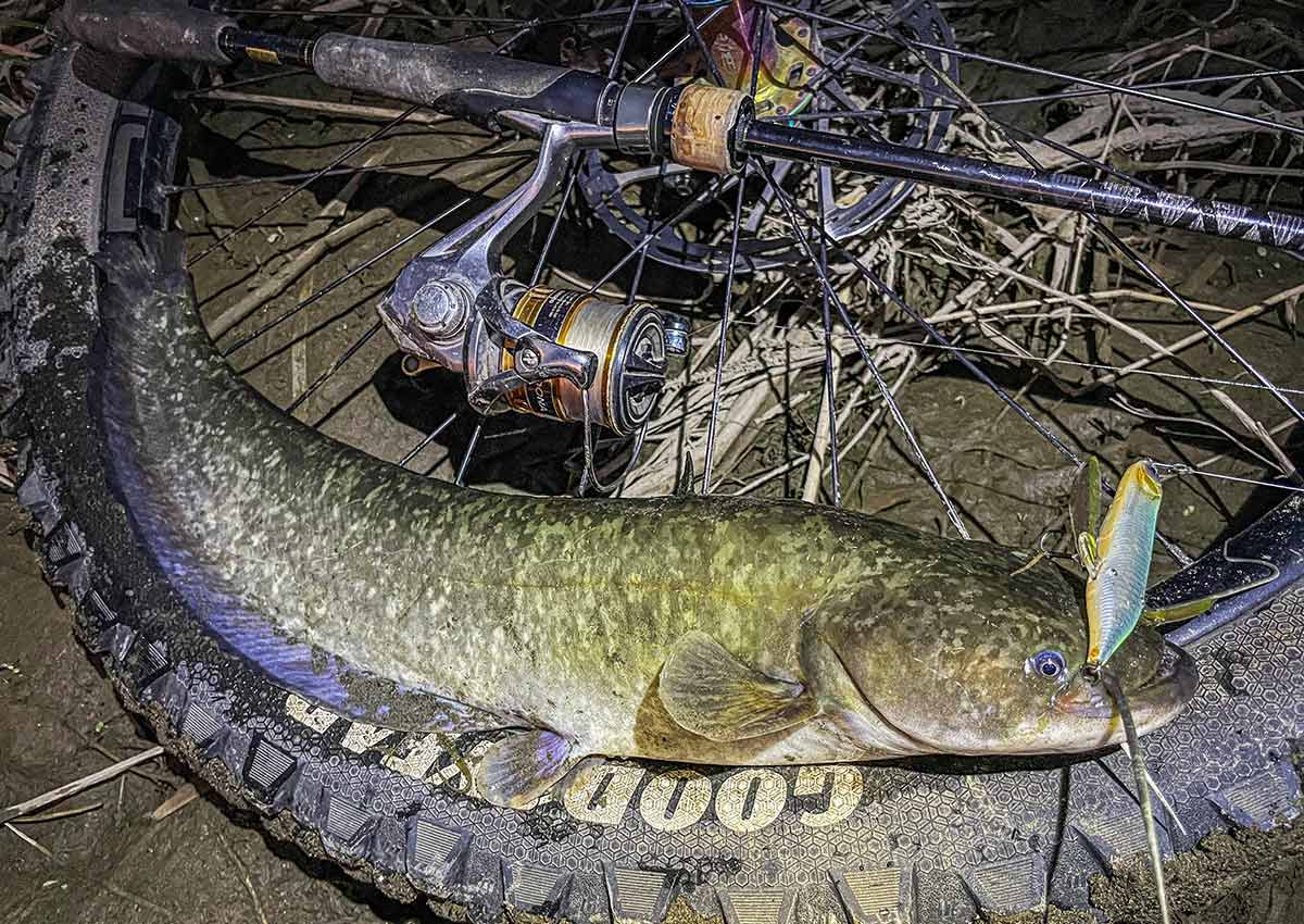 BIKE&FISH バゼルで釣れたナマズ