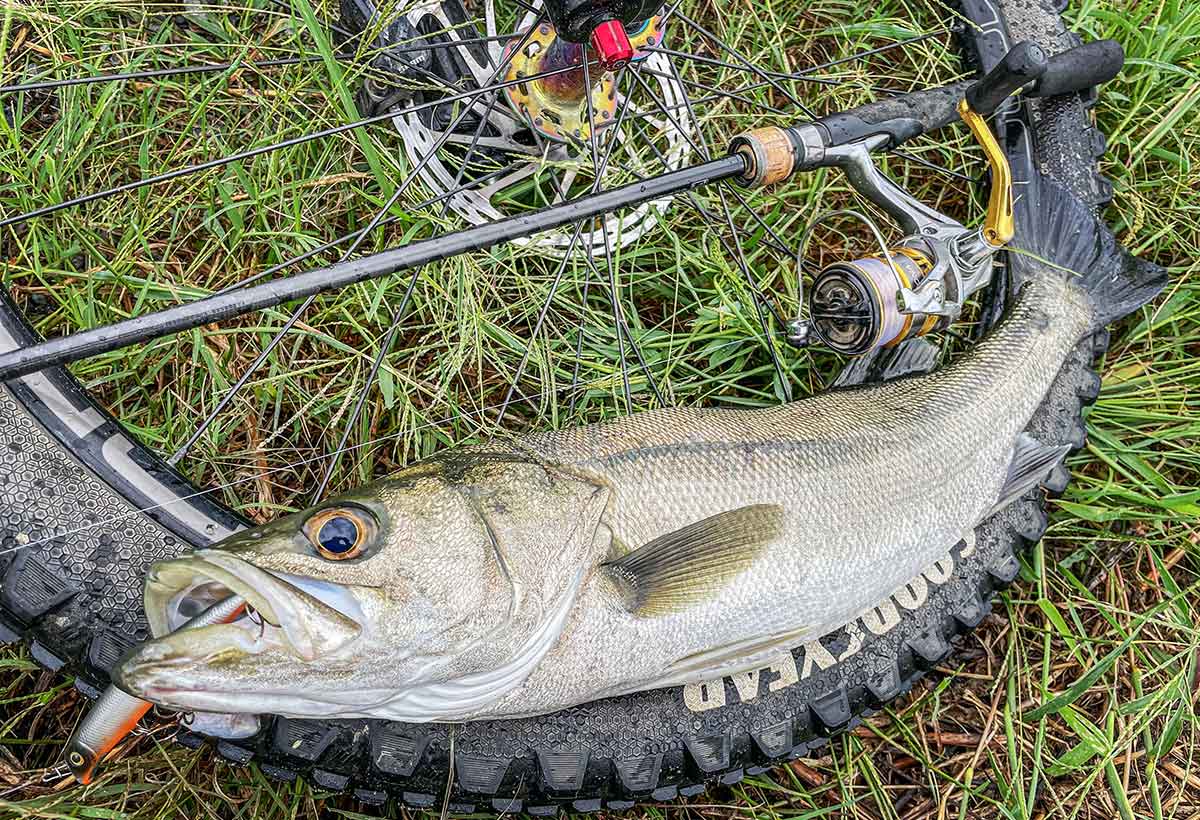 BIKE&FISH エリテンで釣れたシーバス