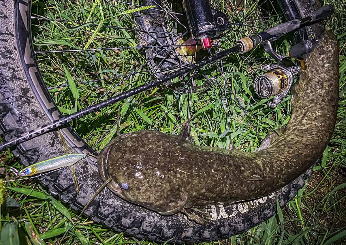 BIKE&FISH バゼルで釣れたナマズ