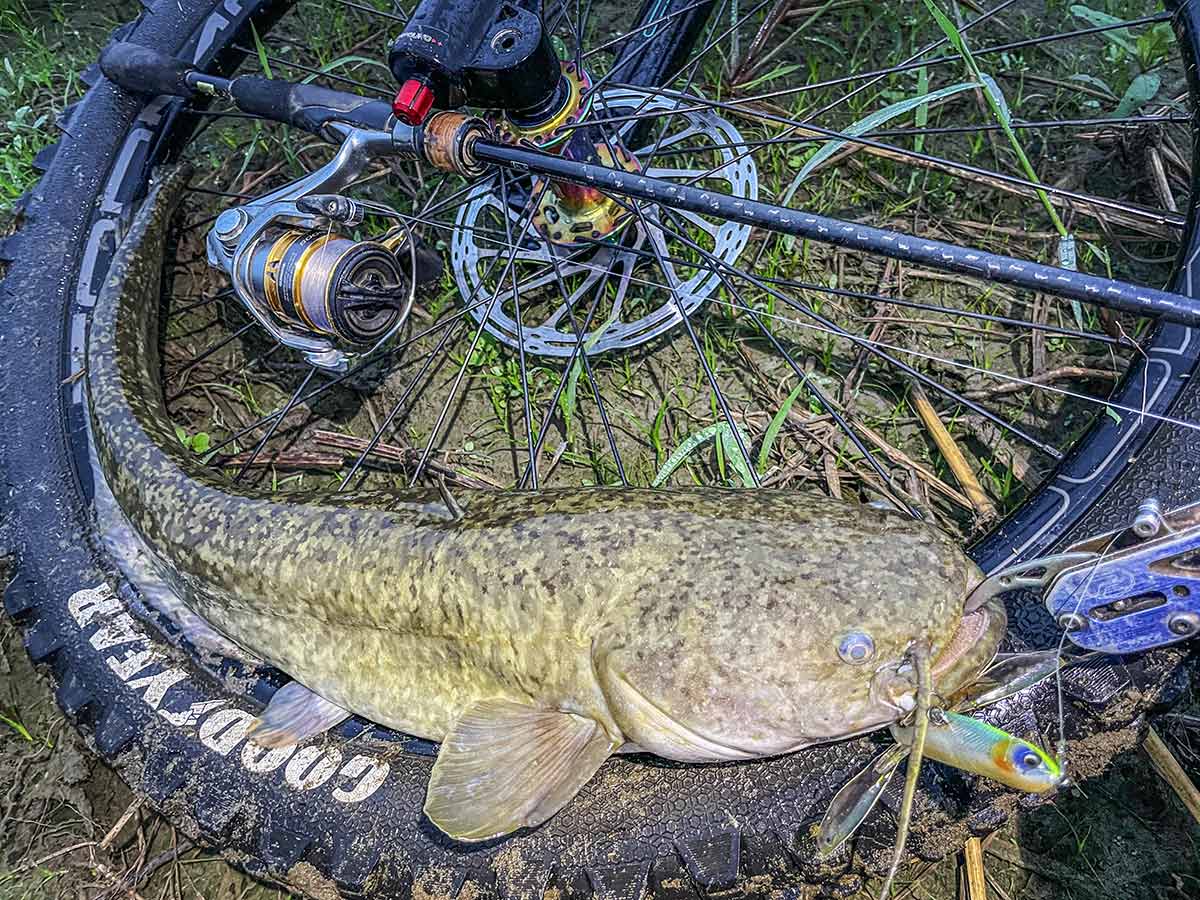 BIKE&FISH バゼルで釣れたナマズ