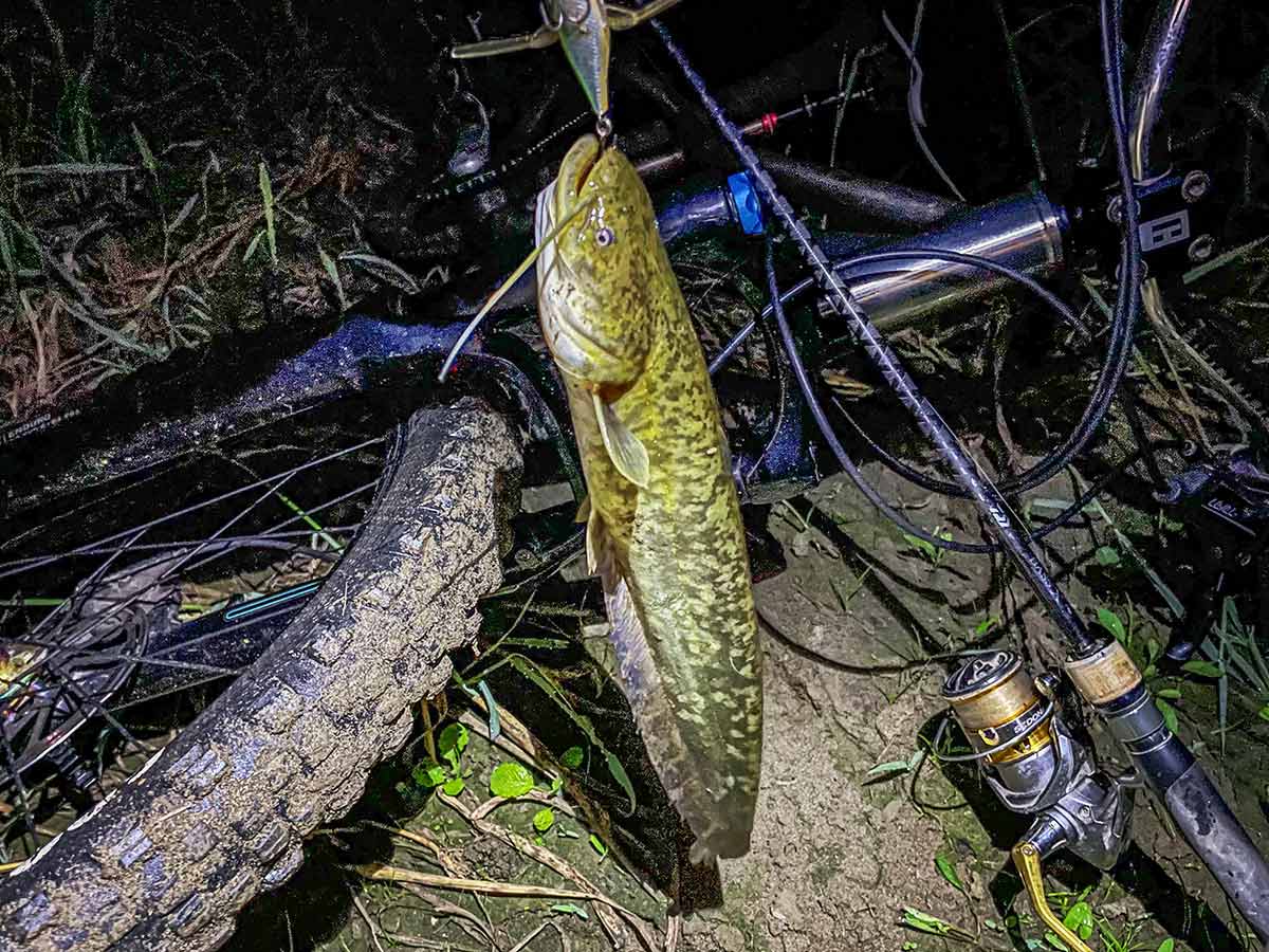 BIKE&FISH バゼルで釣れたナマズ