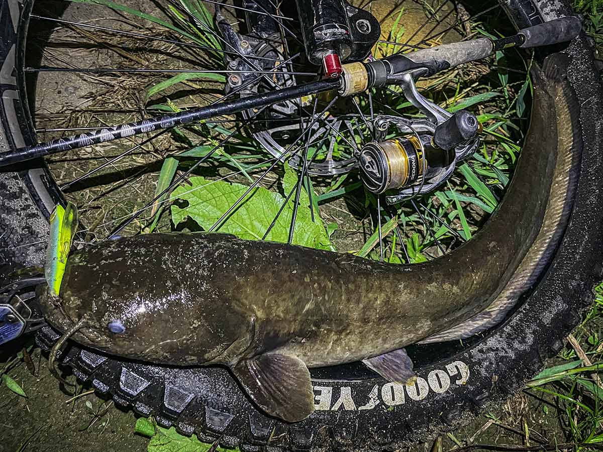 BIKE&FISH バゼルで釣れたナマズ