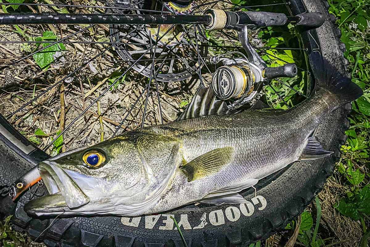 BIKE&FISH エリテンで釣れたシーバス