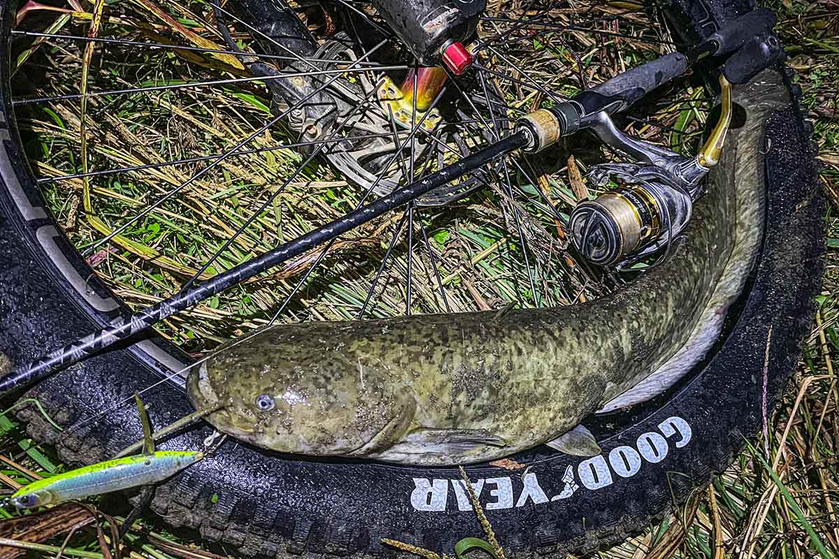 BIKE&FISH バゼルで釣れたナマズ