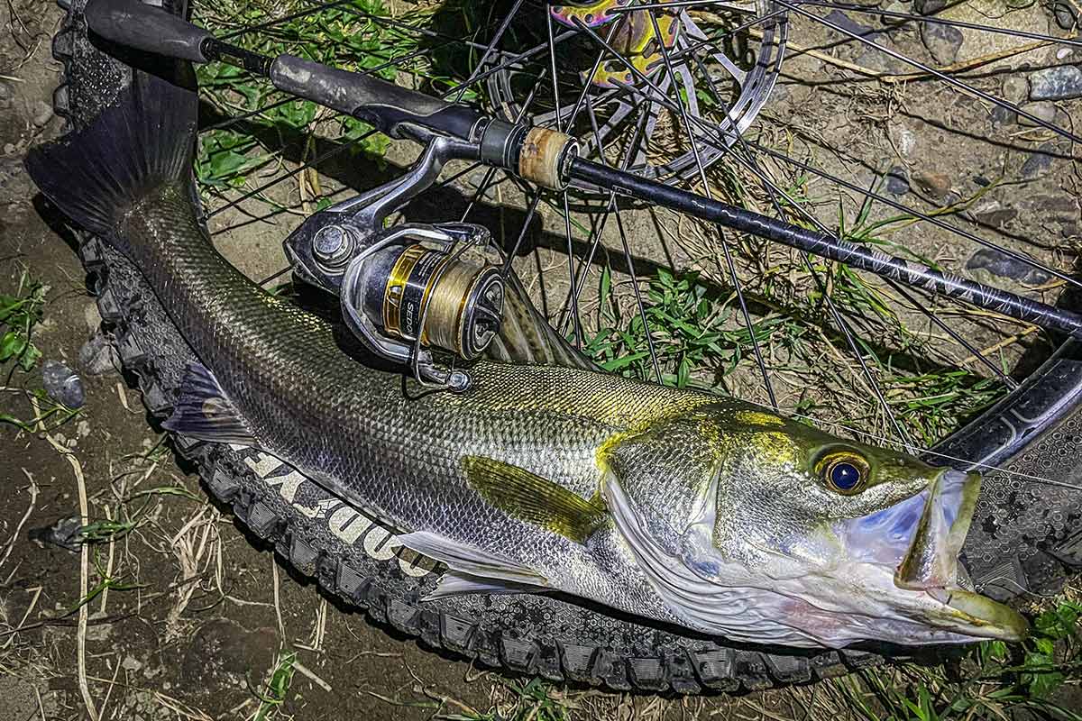 BIKE&FISH エリテンで釣れたシーバス