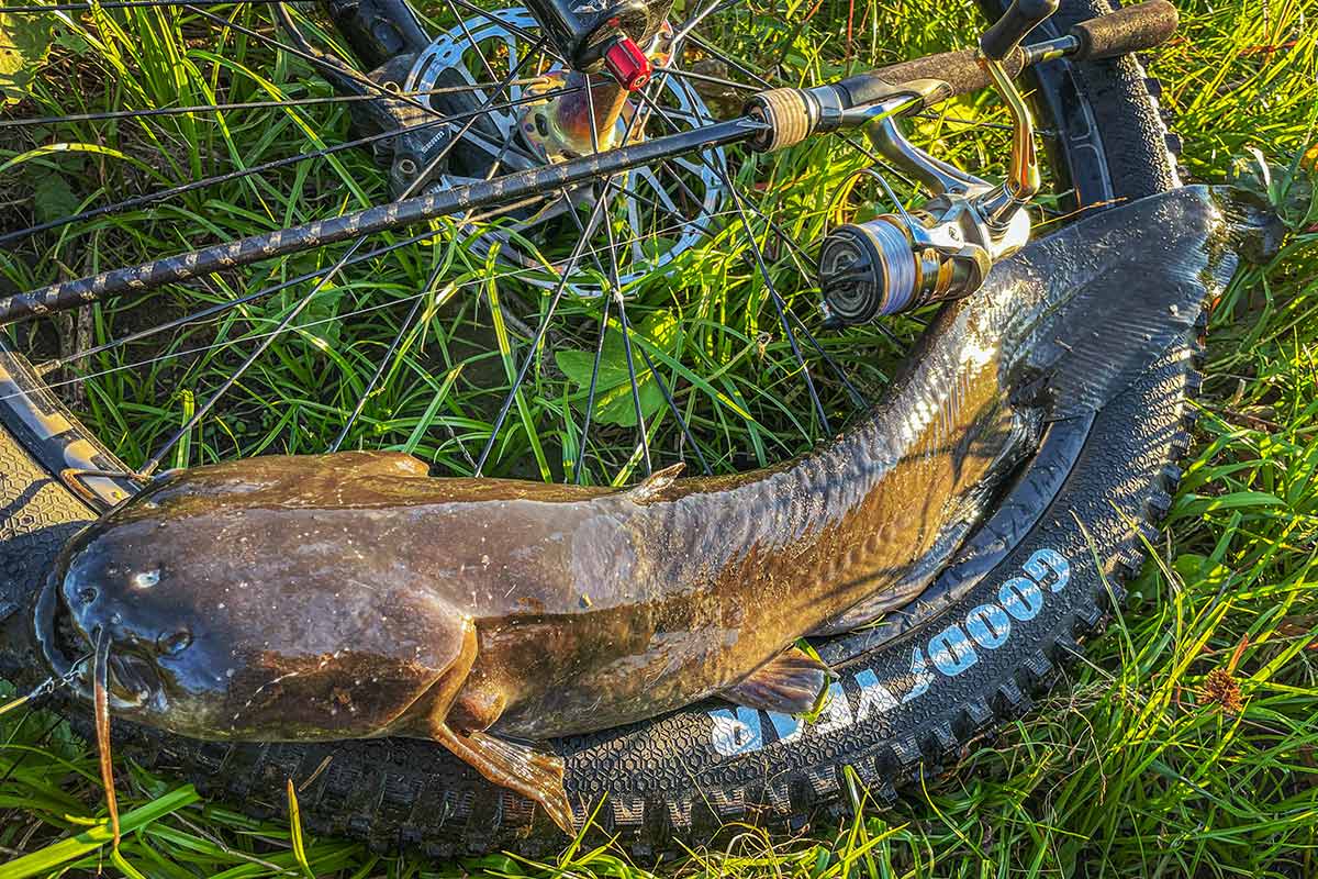 BIKE&FISH ブレディで釣れたナマズ