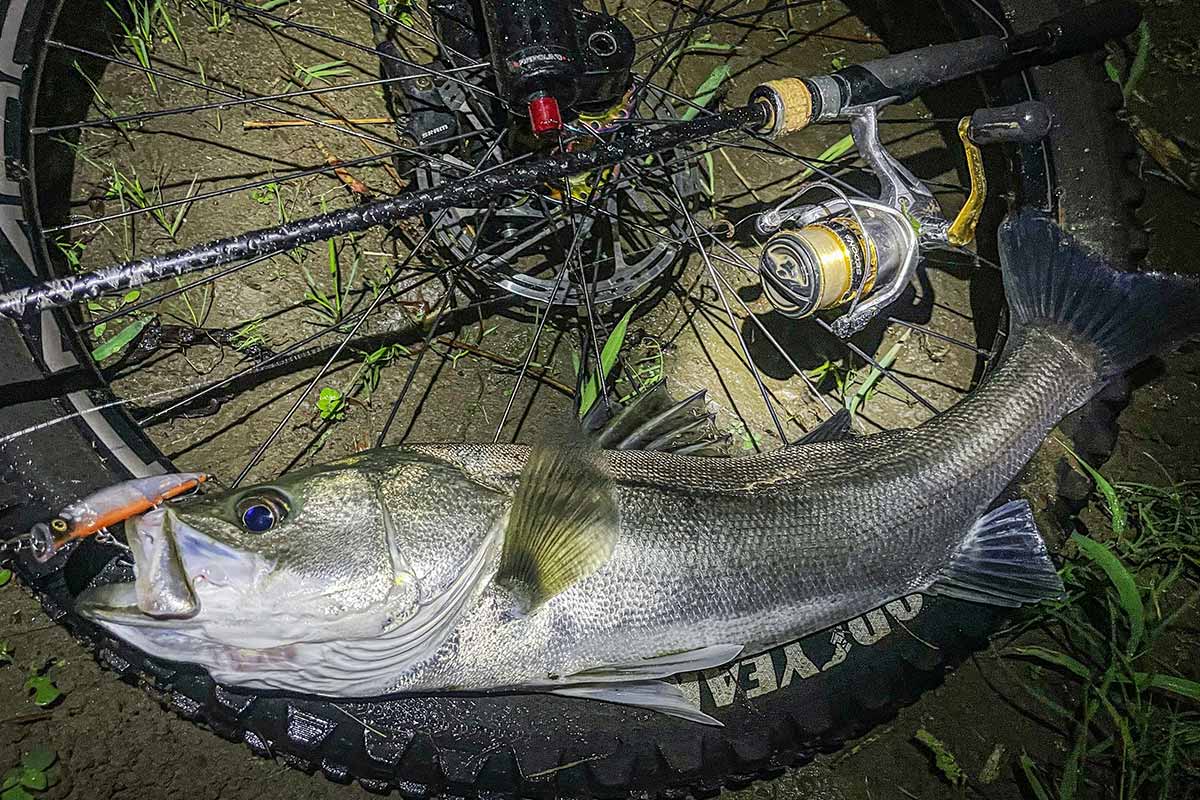 BIKE&FISH エリテンで釣れたシーバス