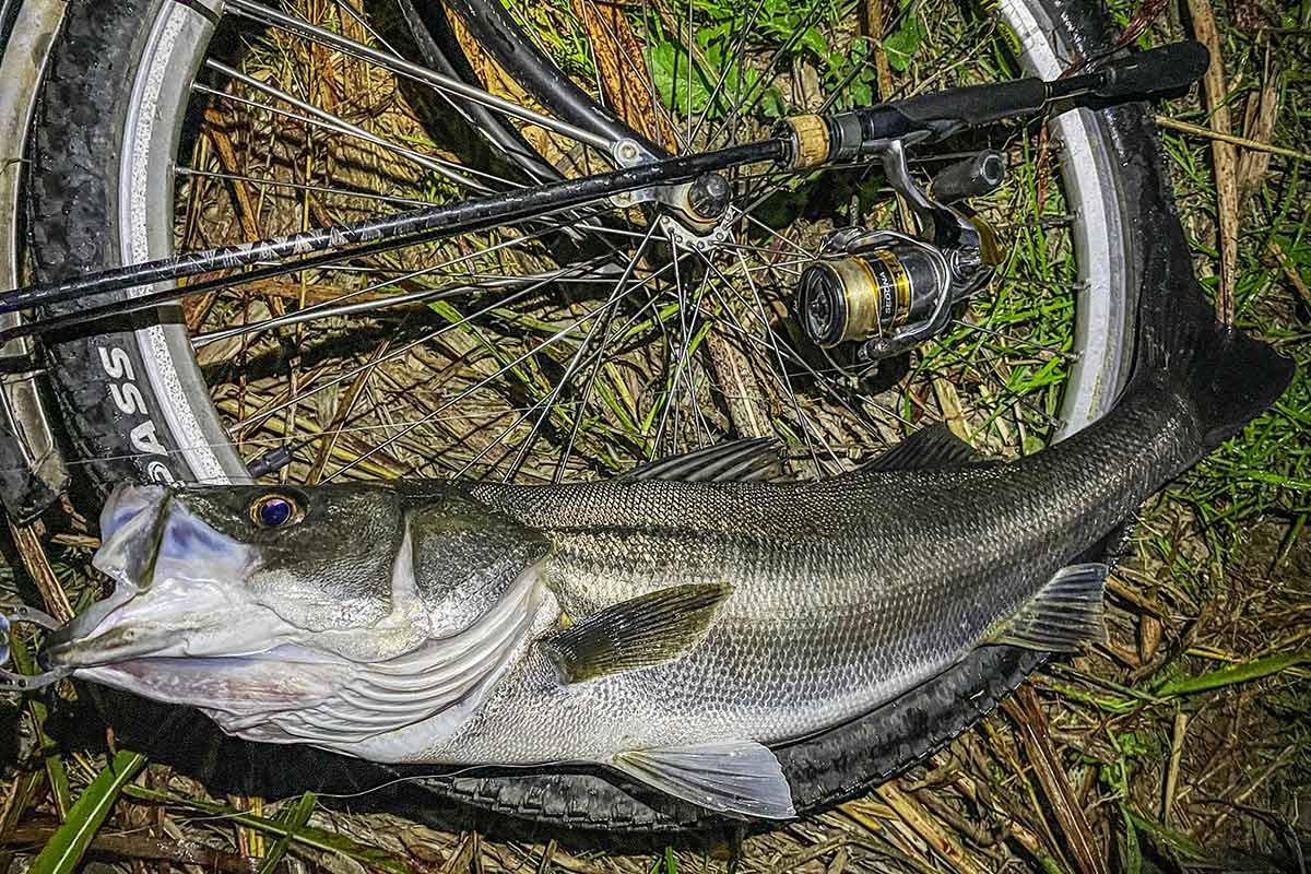 BIKE&FISH エリテンで釣れたシーバス