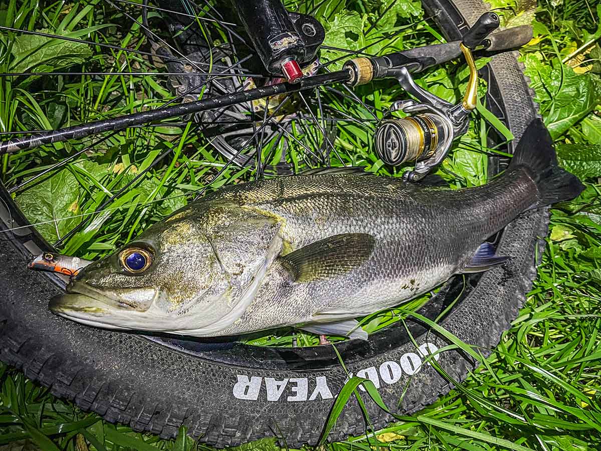 BIKE&FISH エリテンで釣れたシーバス