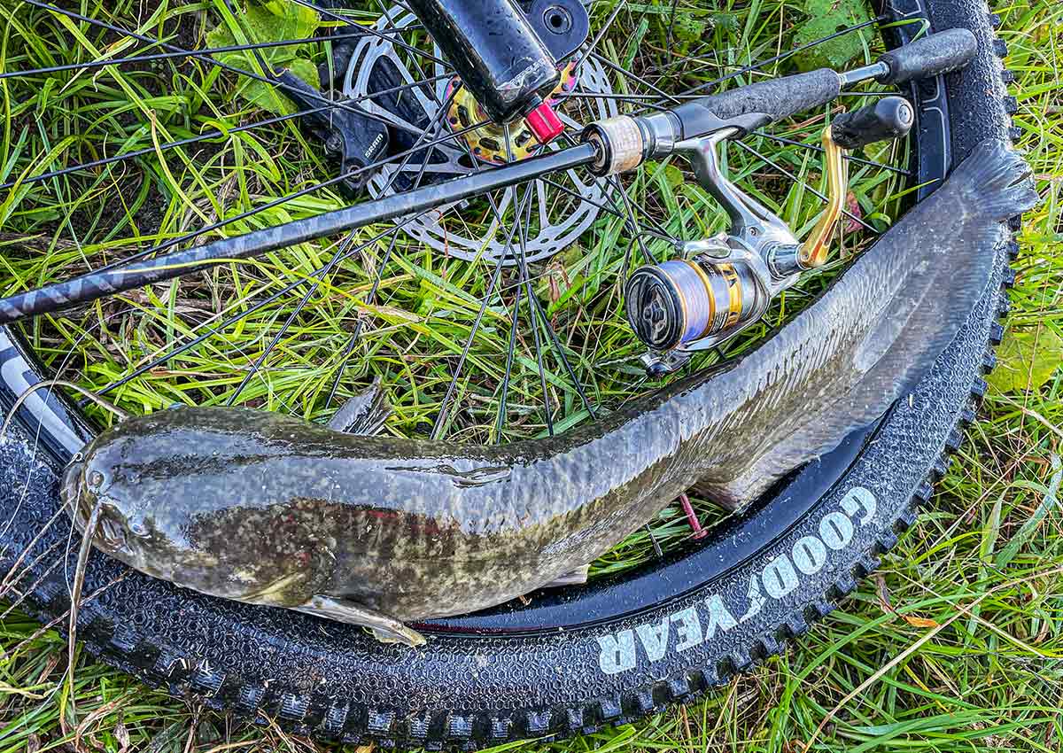 BIKE&FISH ブレディで釣れたナマズ