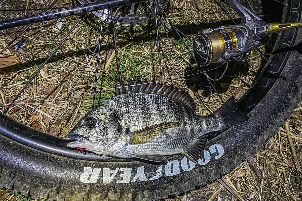 BIKE&FISH シャッドで釣れたクロダイ