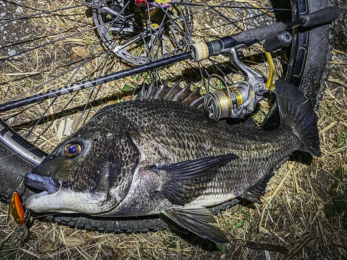 BIKE&FISH シャッドで釣れたクロダイ