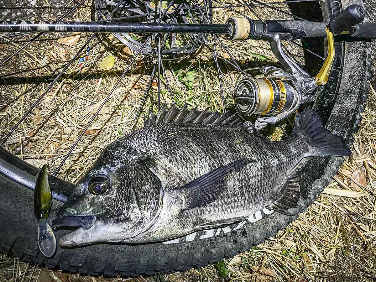 BIKE&FISH シャッドで釣れたクロダイ